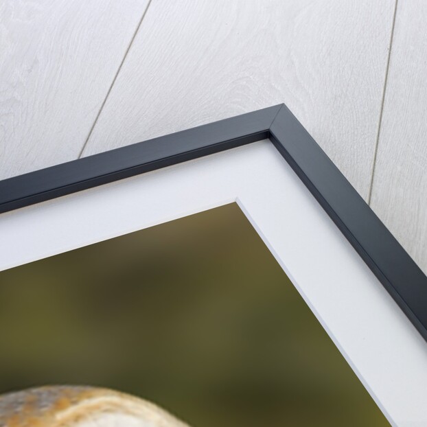Barn Owl (Tyto alba) at the Sonoran Desert Museum, Tucson, Arizona, USA by Anonymous