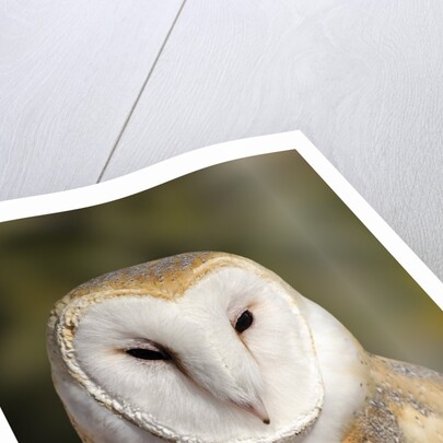 Barn Owl (Tyto alba) at the Sonoran Desert Museum, Tucson, Arizona, USA by Anonymous
