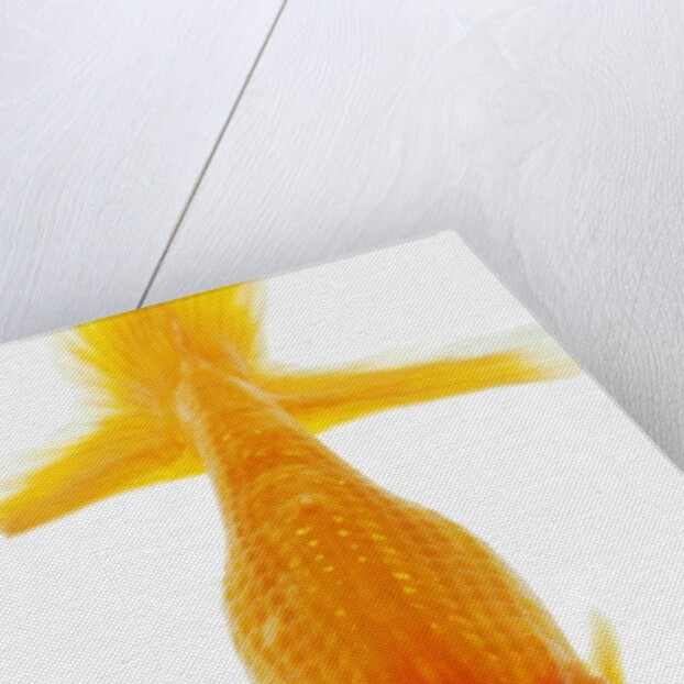 Bubble eye goldfish by Anonymous