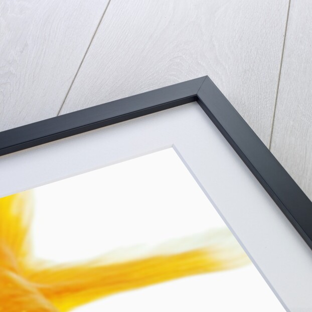 Bubble eye goldfish by Anonymous