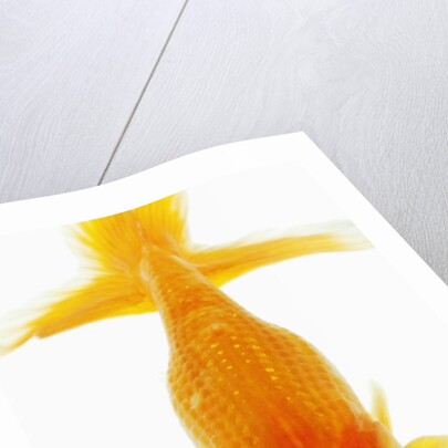 Bubble eye goldfish by Anonymous