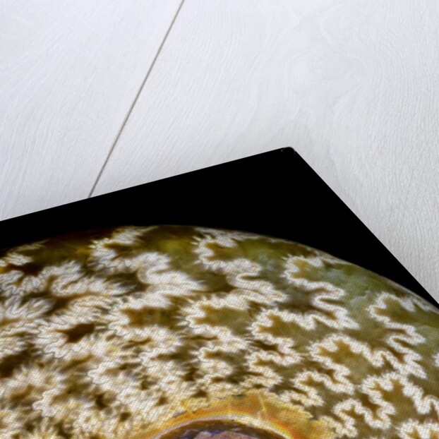 65 million year old ammonite fossil by Anonymous