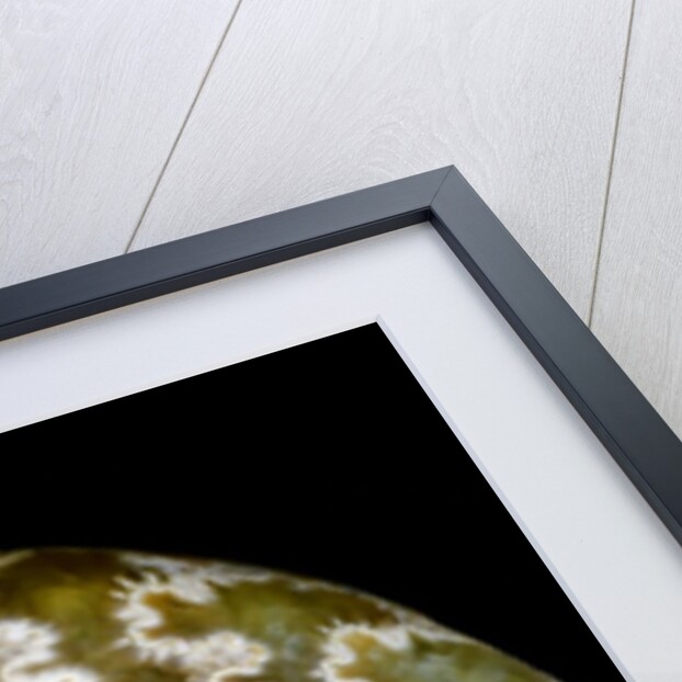 65 million year old ammonite fossil by Anonymous