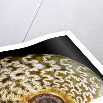 65 million year old ammonite fossil by Anonymous