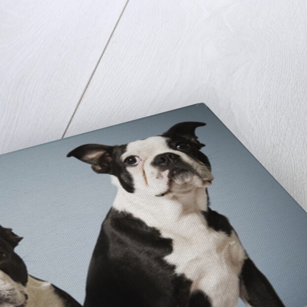 Portrait of two dogs sitting by Anonymous