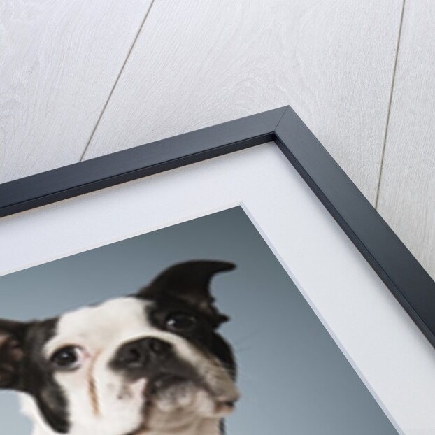 Portrait of two dogs sitting by Anonymous
