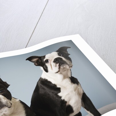 Portrait of two dogs sitting by Anonymous