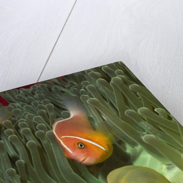 Pink Anemonefish in Magnificant Sea Anemone by Anonymous