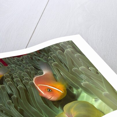 Pink Anemonefish in Magnificant Sea Anemone by Anonymous