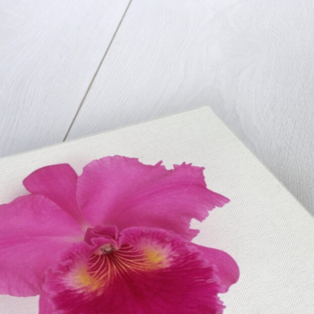 Cattleya Orchid by Anonymous