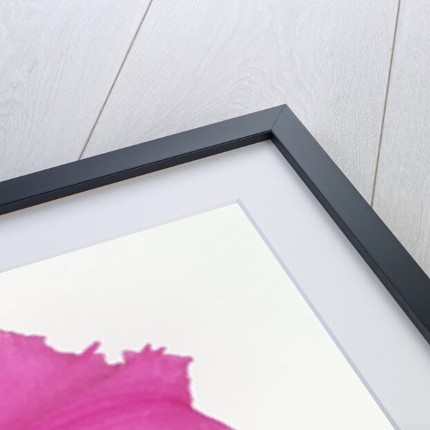 Cattleya Orchid by Anonymous