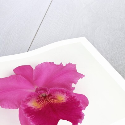 Cattleya Orchid by Anonymous