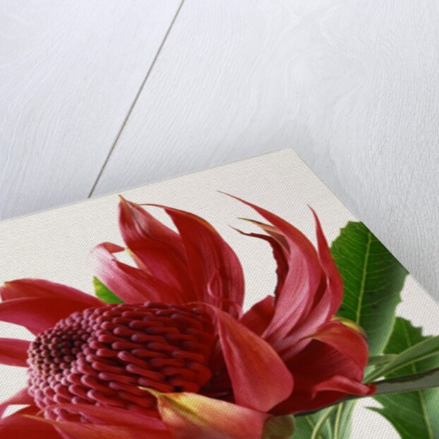 Close Up Image of Red Tropical Flower by Anonymous