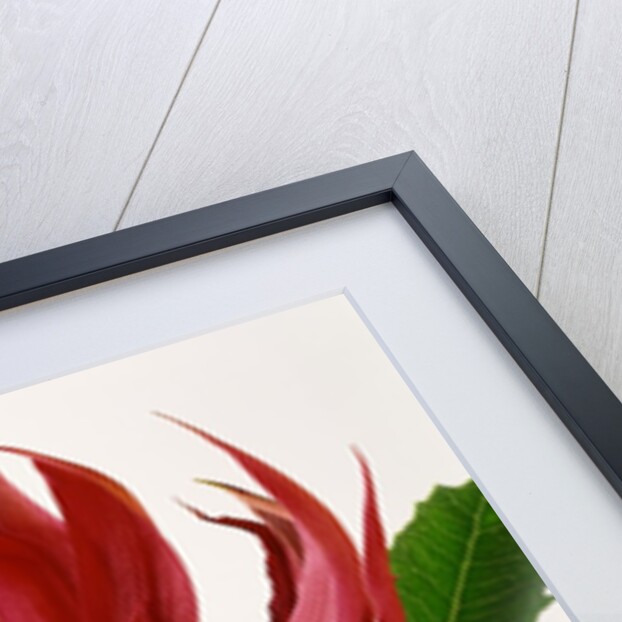 Close Up Image of Red Tropical Flower by Anonymous
