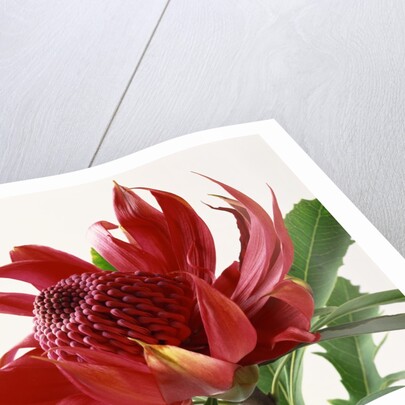 Close Up Image of Red Tropical Flower by Anonymous