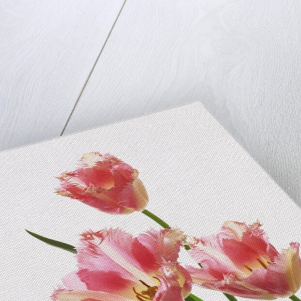 Pink tulips, white background by Anonymous