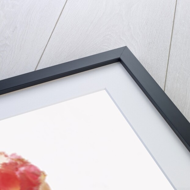 Pink tulips, white background by Anonymous