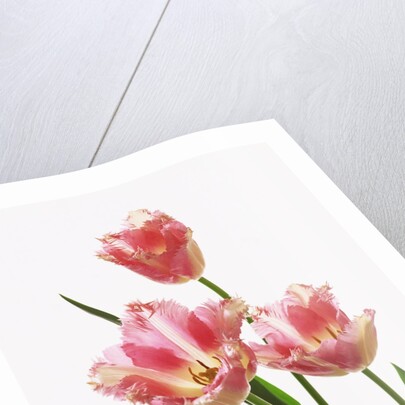 Pink tulips, white background by Anonymous