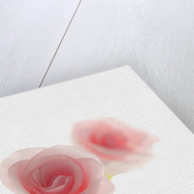 Pink rose by Anonymous