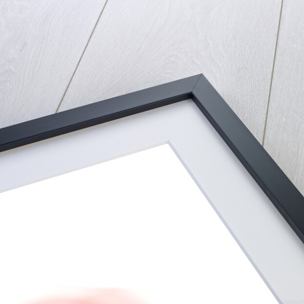 Pink rose by Anonymous