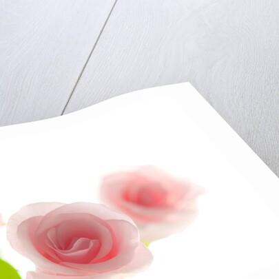 Pink rose by Anonymous