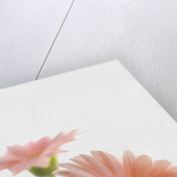 Gerbera daisy by Anonymous