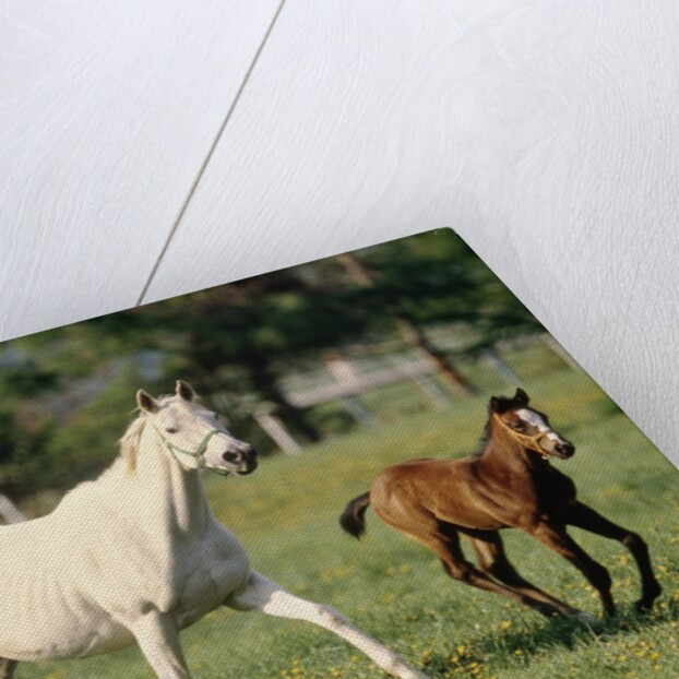 Mare and foal running in field, Urakawa, Hokkaido, Japan by Anonymous