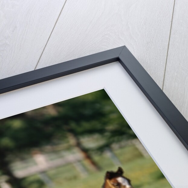 Mare and foal running in field, Urakawa, Hokkaido, Japan by Anonymous
