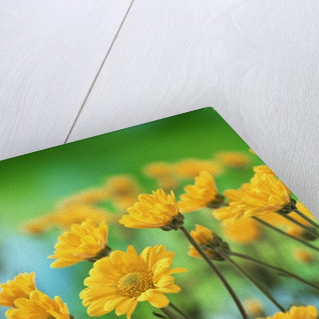 Yellow Chrysanthemums by Anonymous