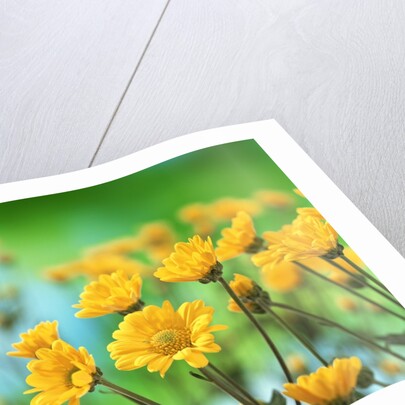 Yellow Chrysanthemums by Anonymous