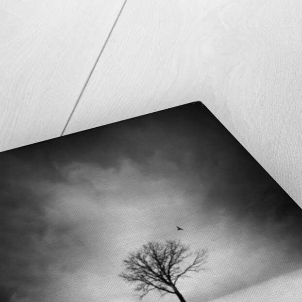 Solitary tree in a winter landscape by Anonymous