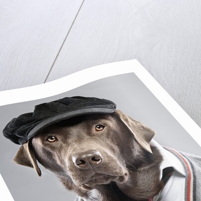 Dog in sweater and cap by Anonymous