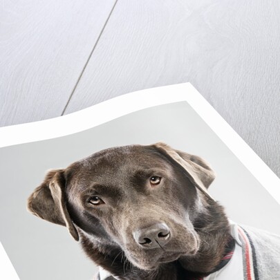 Dog in a sweater by Anonymous