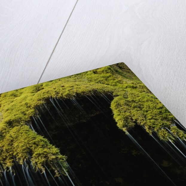 A moss covered waterfall in the Bavarian Allg?u by Anonymous