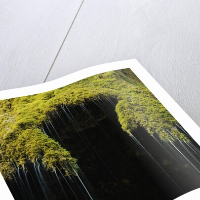 A moss covered waterfall in the Bavarian Allg?u by Anonymous