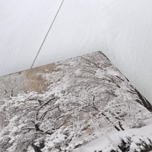 Snow covered trees with a footbridge in a public park, Boston Public Garden, Boston, Massachusetts, USA by Anonymous
