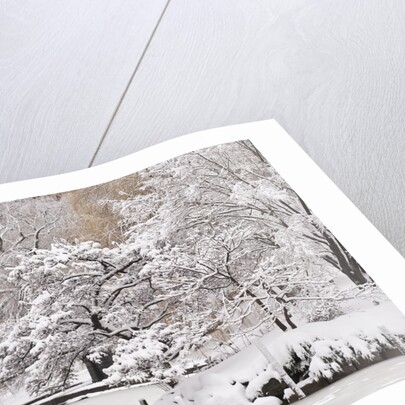 Snow covered trees with a footbridge in a public park, Boston Public Garden, Boston, Massachusetts, USA by Anonymous