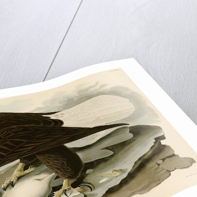 White Headed Eagle by John James Audubon