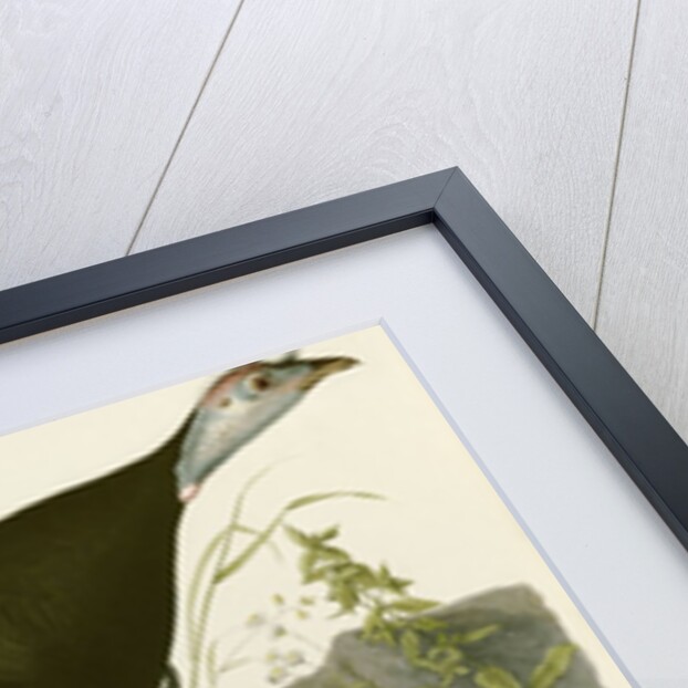 Wild Turkey by John James Audubon