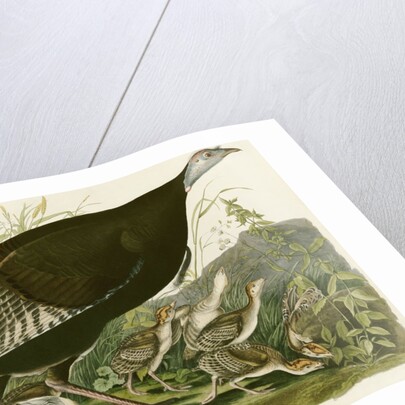 Wild Turkey by John James Audubon
