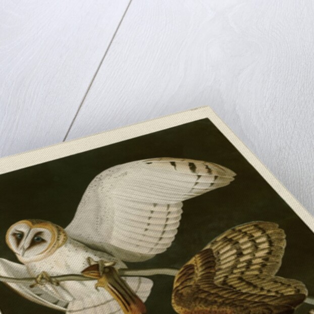 Barn Owl by John James Audubon