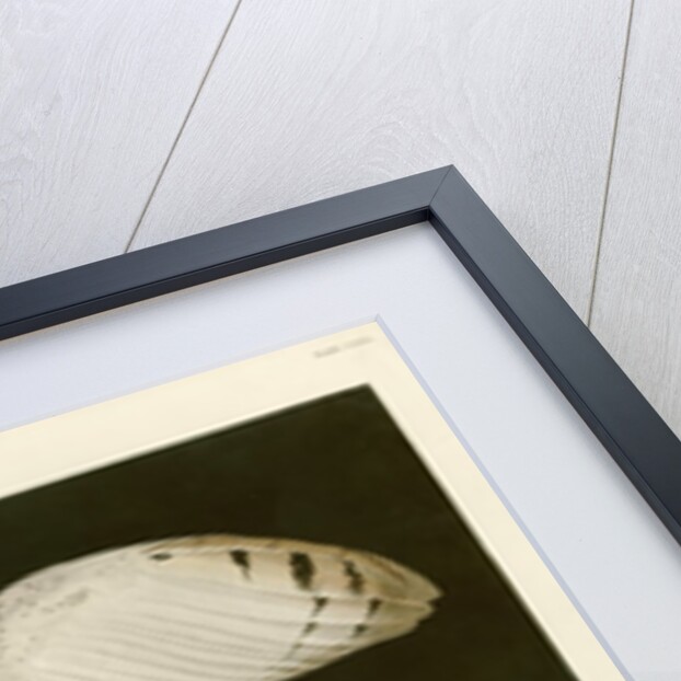 Barn Owl by John James Audubon