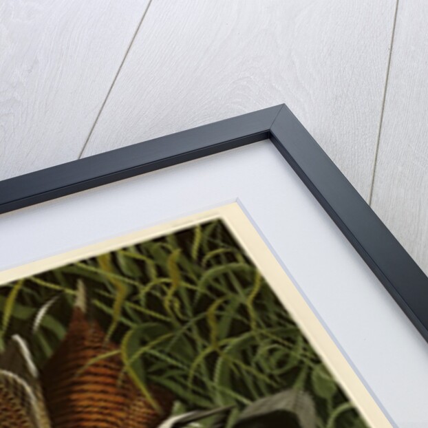 Eider Duck by John James Audubon