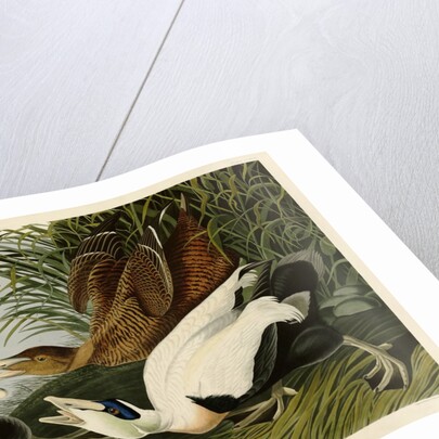 Eider Duck by John James Audubon