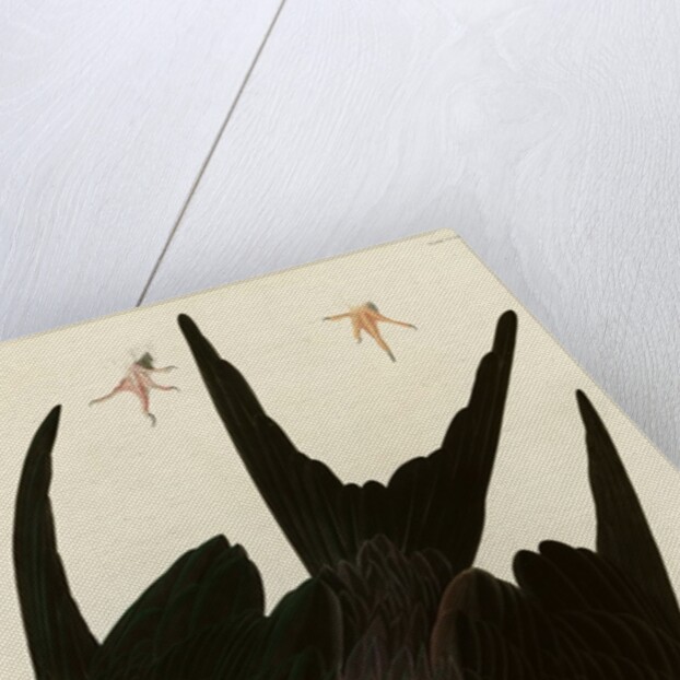 Frigate Pelican by John James Audubon