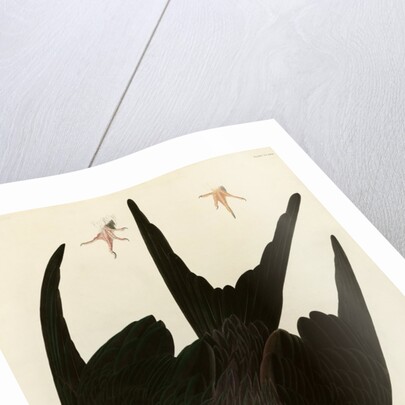 Frigate Pelican by John James Audubon