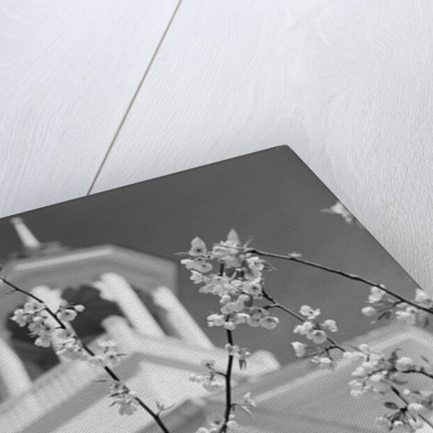 Robin perched on blossoming branch with church steeple in background by Anonymous