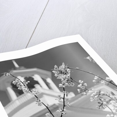 Robin perched on blossoming branch with church steeple in background by Anonymous