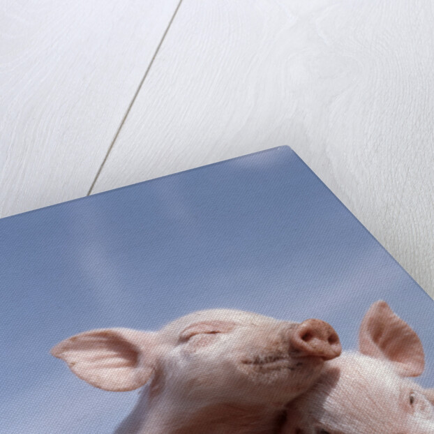 Two piglets leaning against each other on fence rail by Anonymous
