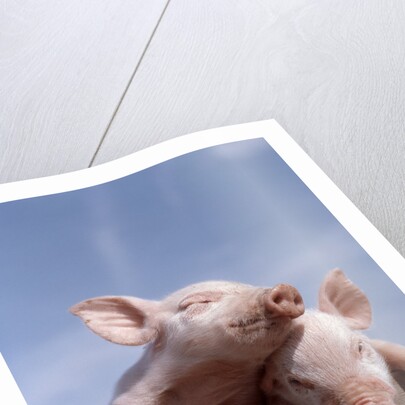 Two piglets leaning against each other on fence rail by Anonymous